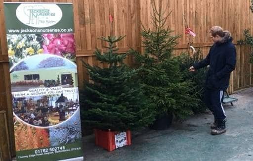 Paul Looking for Christmas Tree